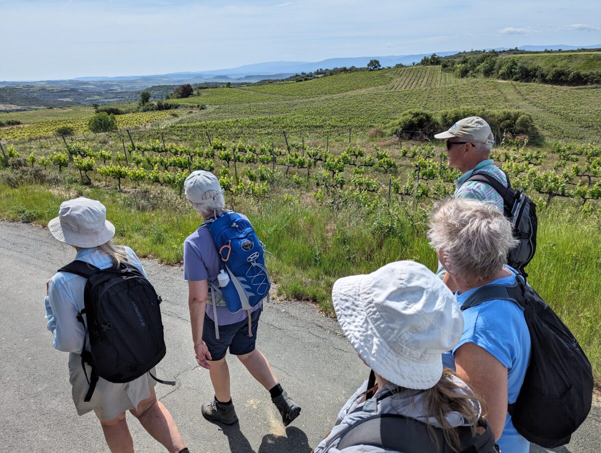 Vandring genom vingård