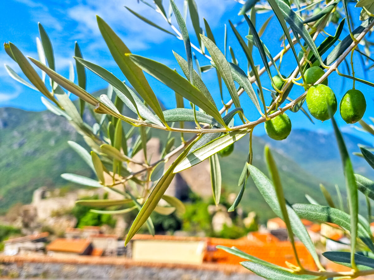 eurobike_radreisen_turin_sanremo_oliven-11