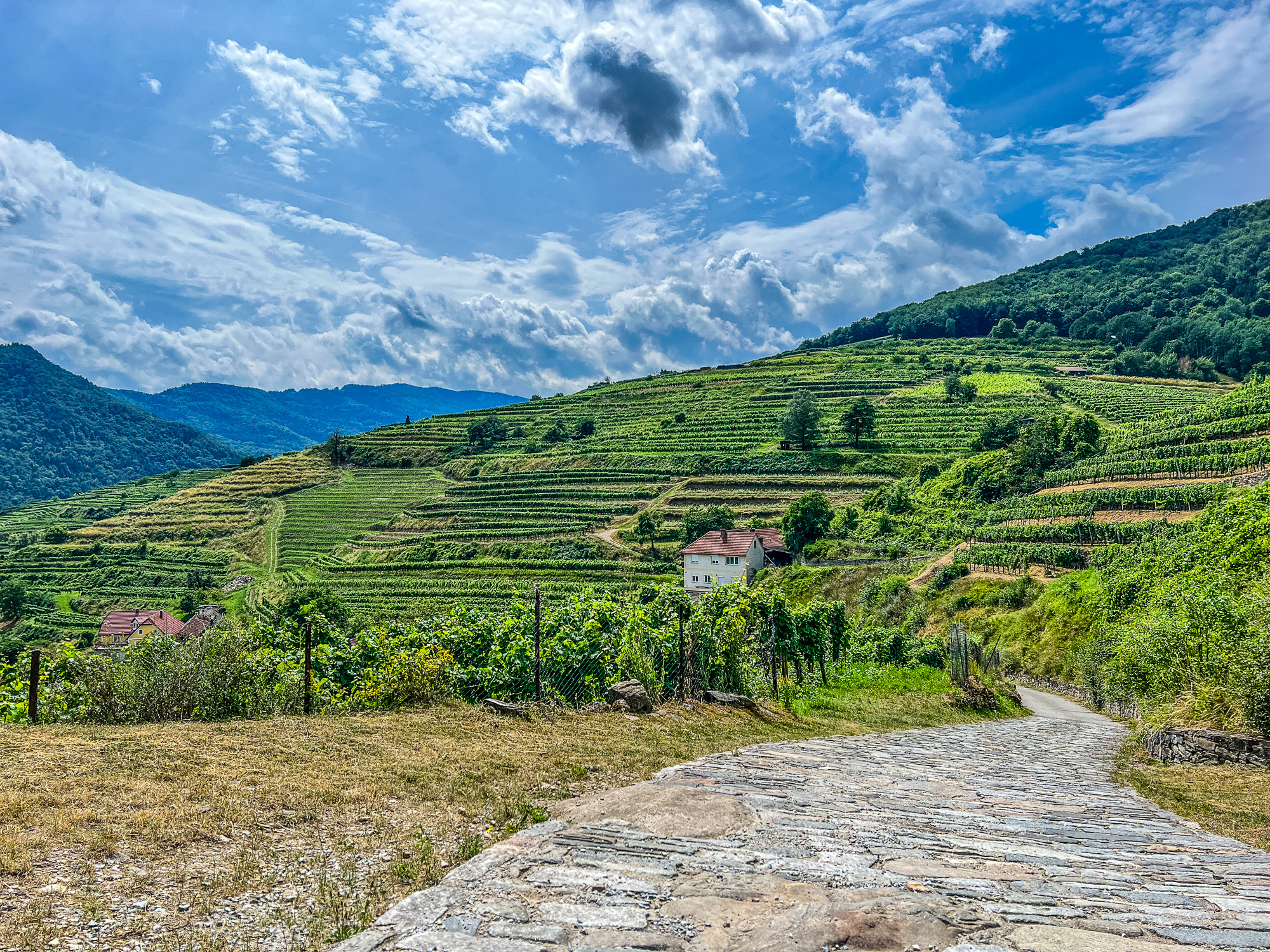 eurohike_wanderreisen_welterbesteig_wachau_weissenkirchen_spitz_weinberge-12